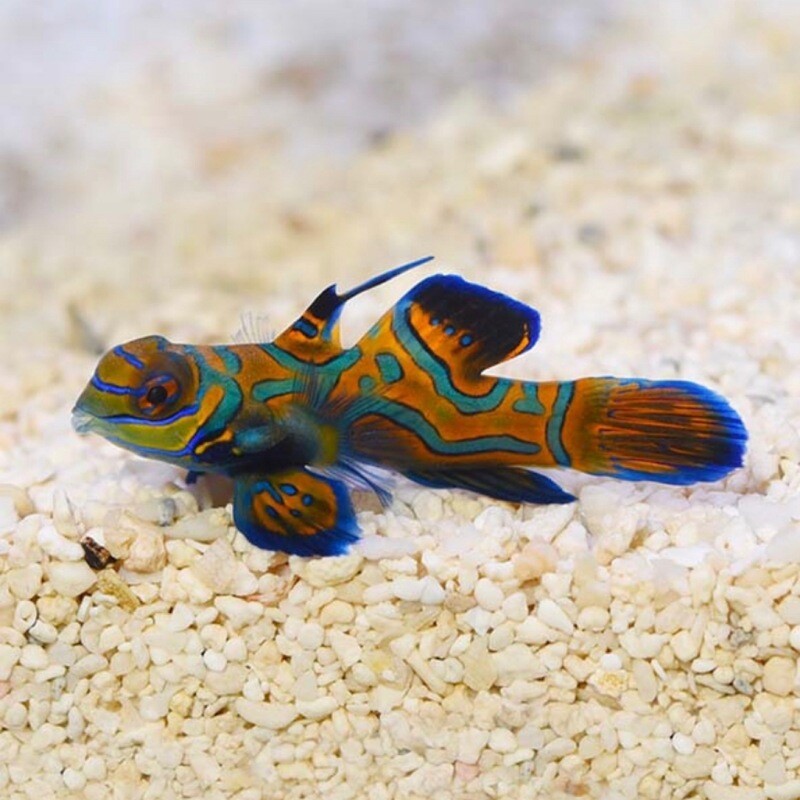 Biota Palau Captive-Bred Mandarin (Synchiropus splendidus)