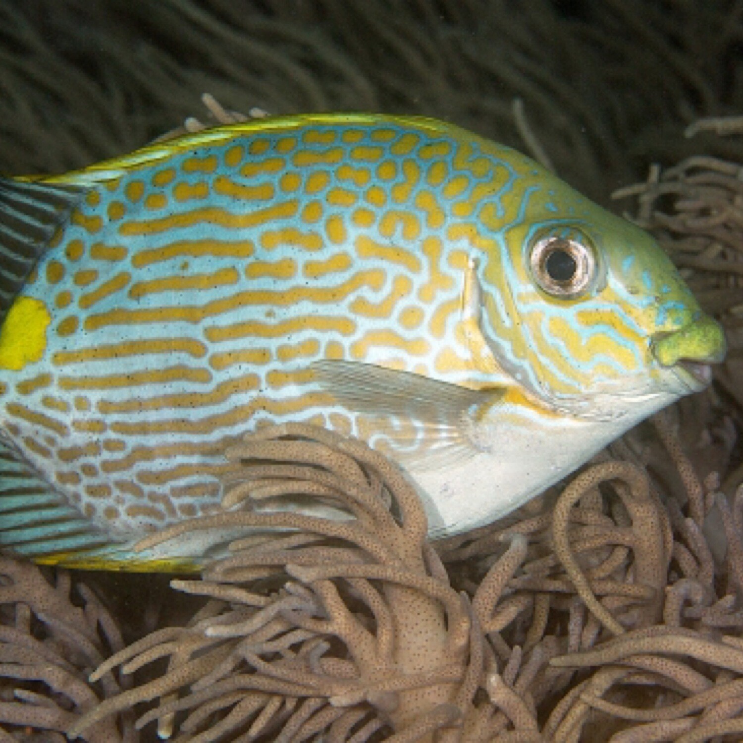 Biota Palau Captive-Bred Gold-lined Rabbitfish (Siganus lineatus)