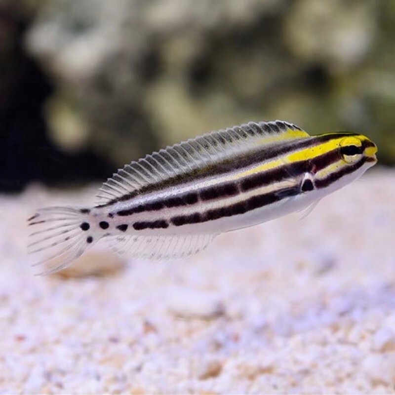 Biota Palau Captive-Bred Striped Blenny (Meiacanthus grammistes)