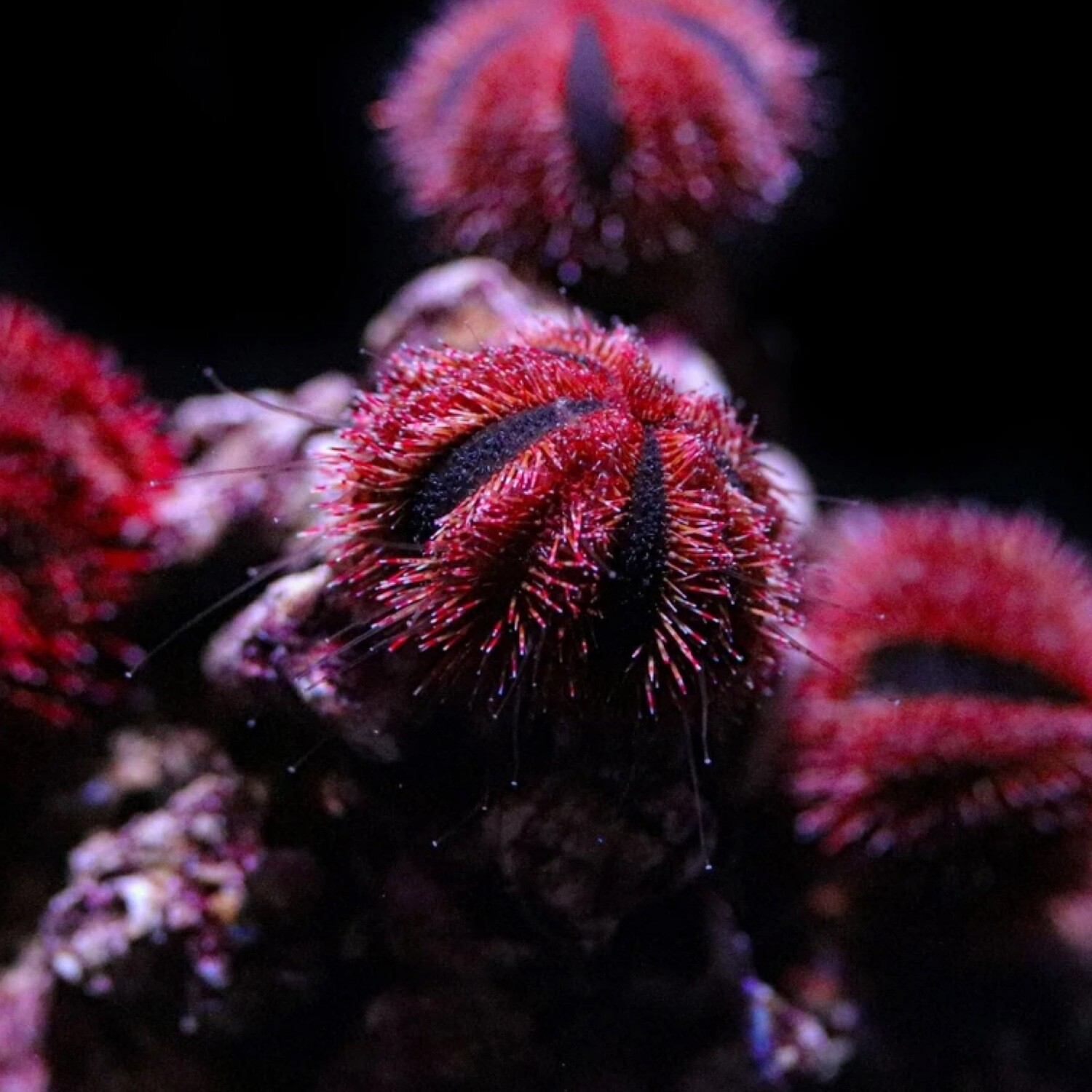 Biota Captive Bred Tuxedo Sea Urchin Small