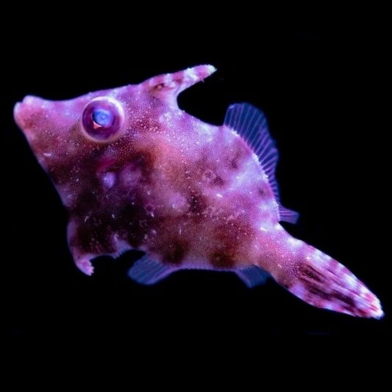 Biota Captive-Bred Aiptasia Eating Filefish Med