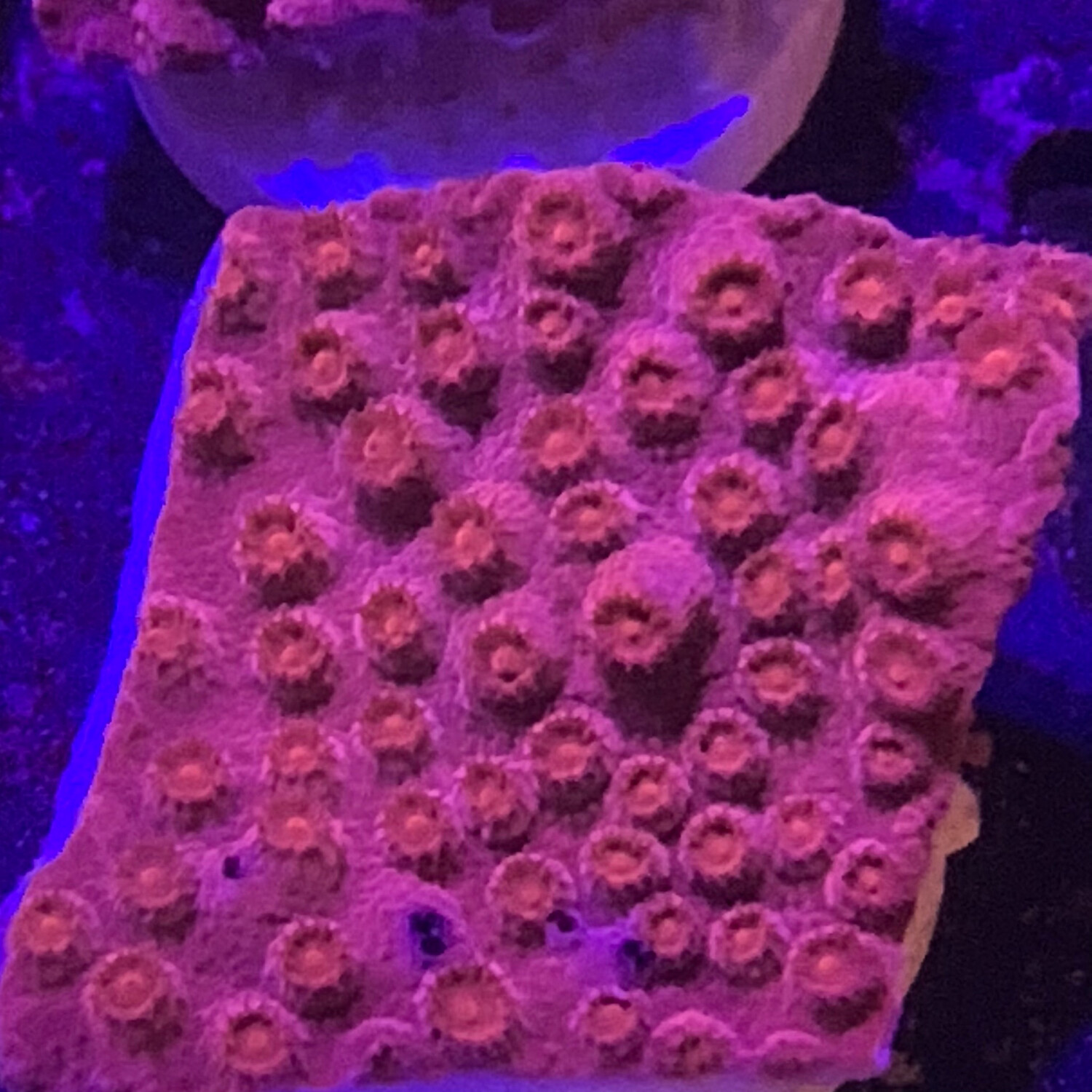 Red Cyphastrea frag