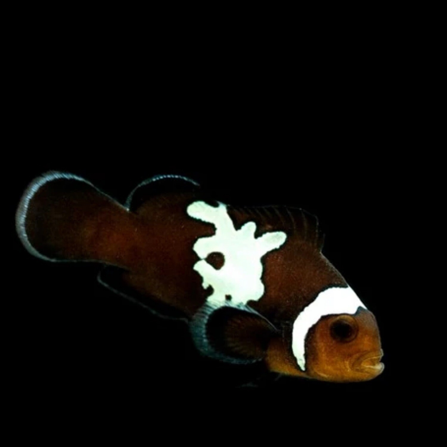 TR Midnight Lighting Clownfish