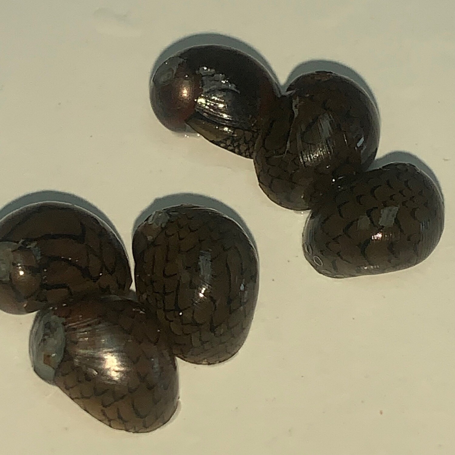 Round Nerite Snails