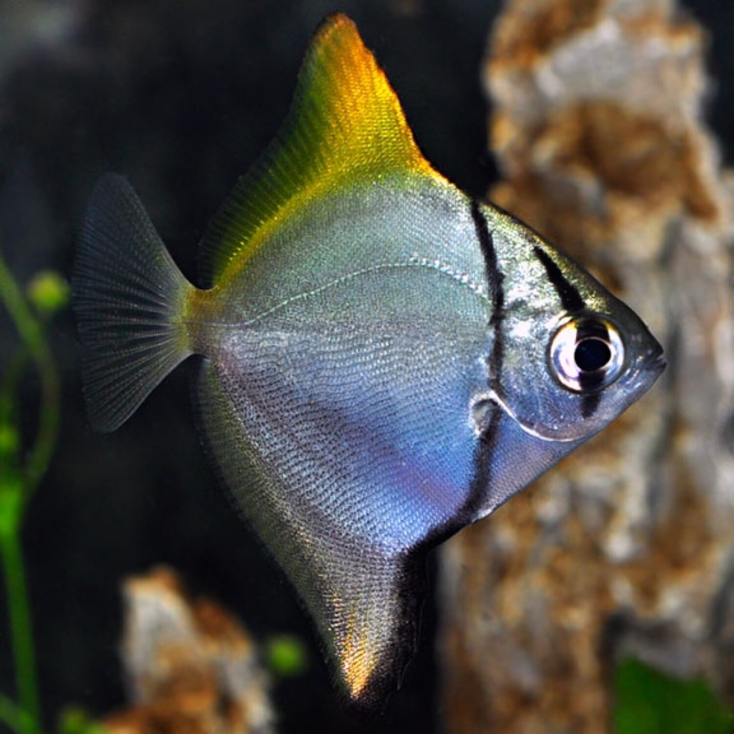 Mono Argentus (Silver Moony) Medium Saltwater