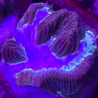 Ultra Fluoro Platygyra Maze coral frag