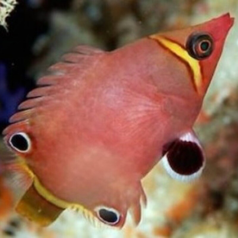 Yellow Banded Possum Wrasse 