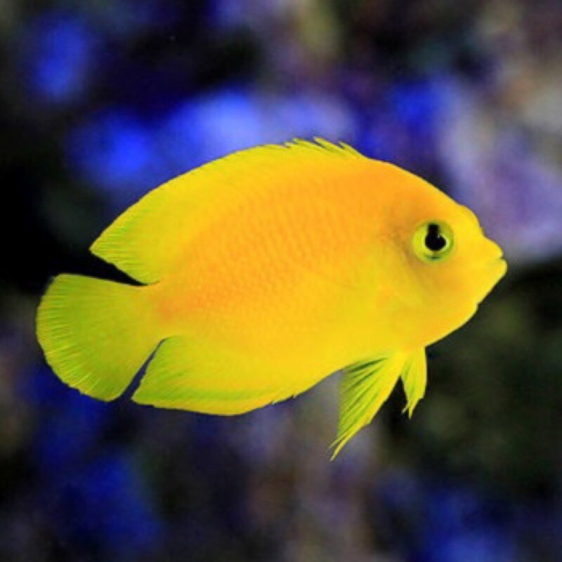 False Lemon Peel Angelfish (Heralds)