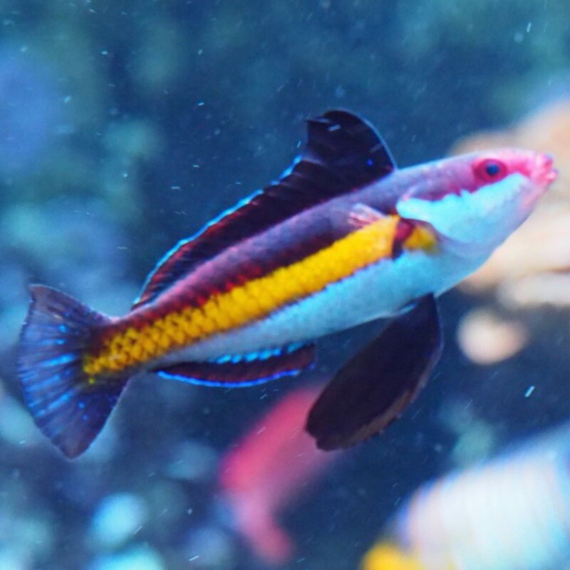 Shark Fin Naoko’s Fairy Wrasse