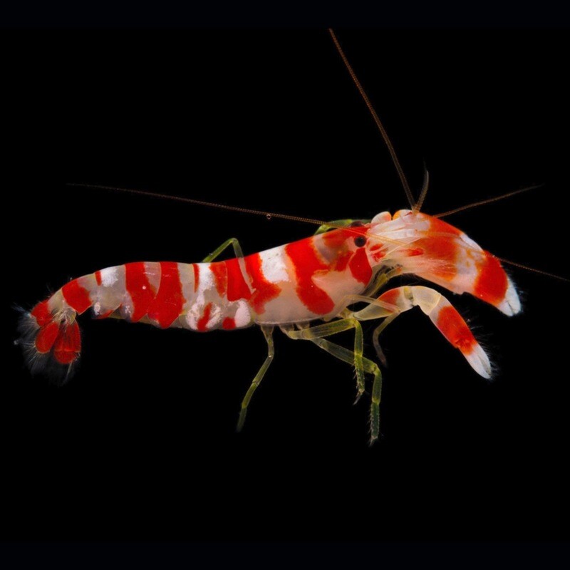 Pistol Shrimp Candy Stripe