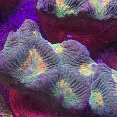 Dayglow Favia frags