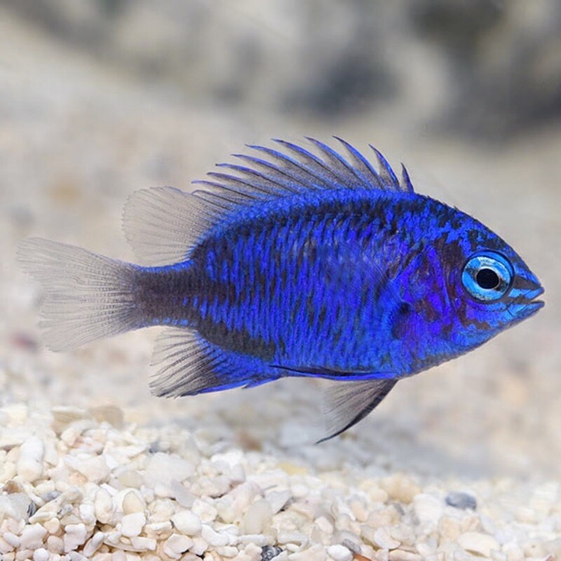 Blue Sapphire Damsel