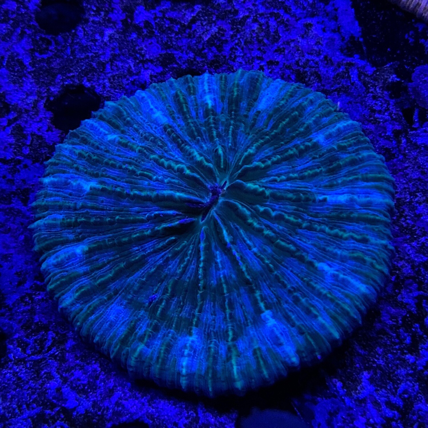 Fungia Disk Green/Blue Highlights