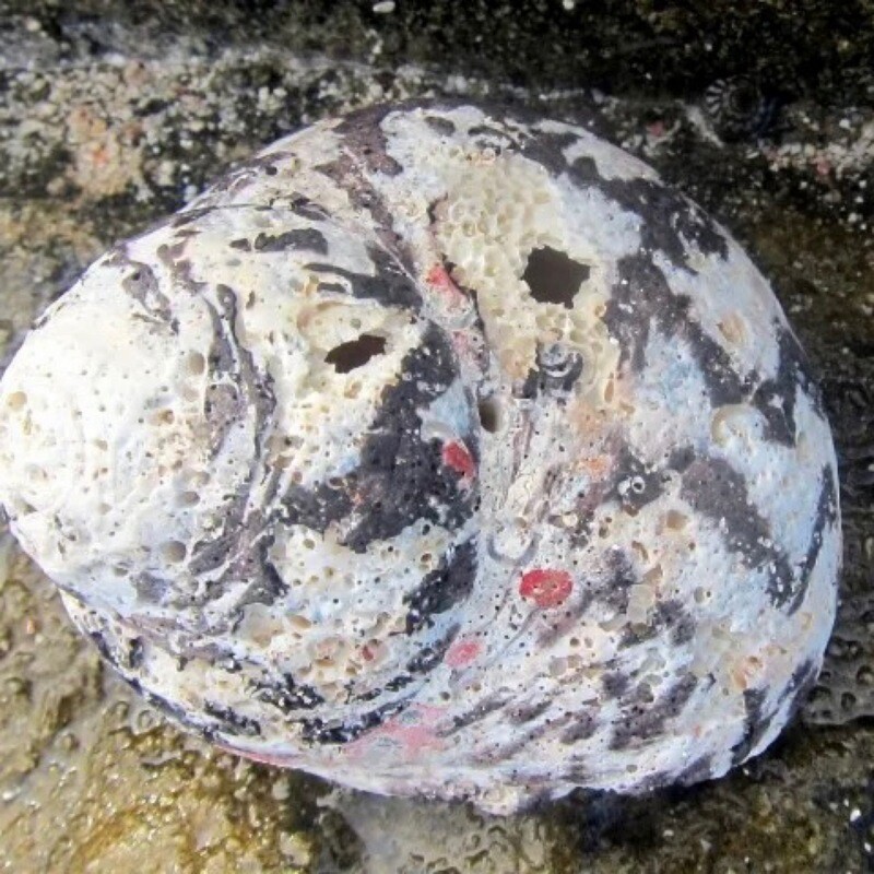 Zebra Turbo Snail