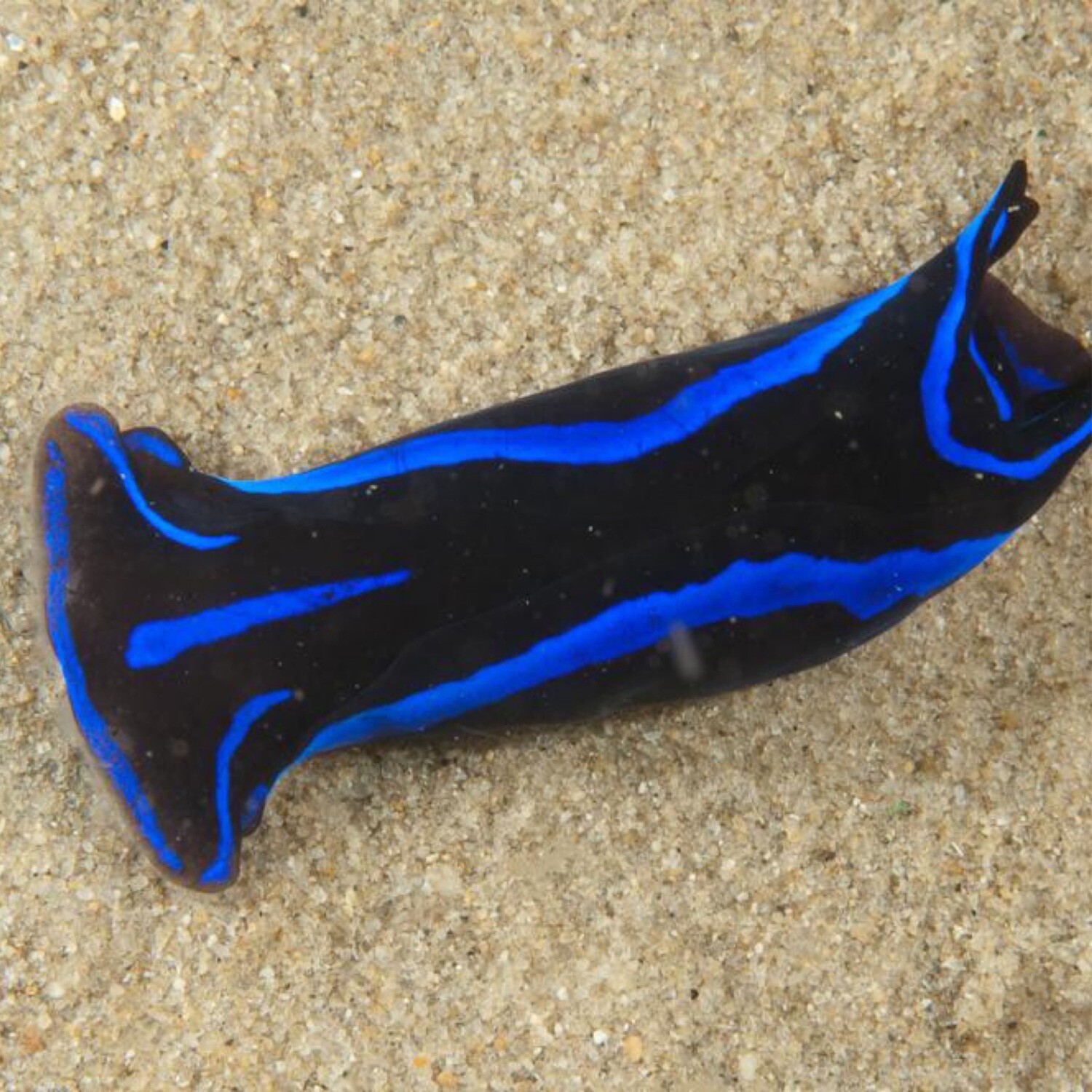Blue Velvet Nudibranch