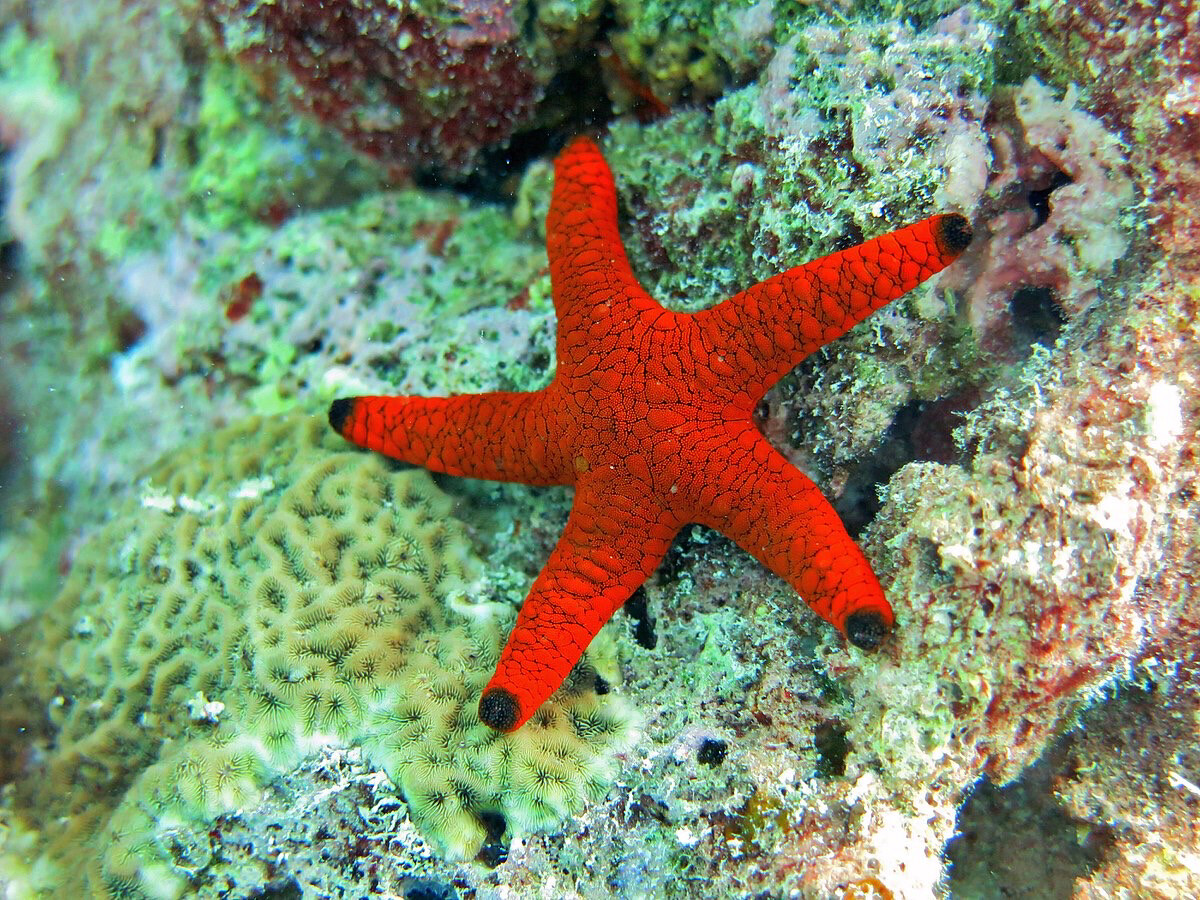Red Black Tip reef starfish