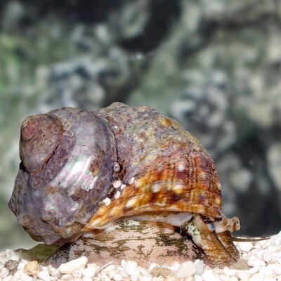 Turbo Snail Lg-XLg