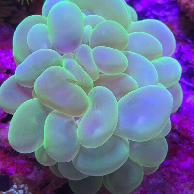 Bubble Coral Lg