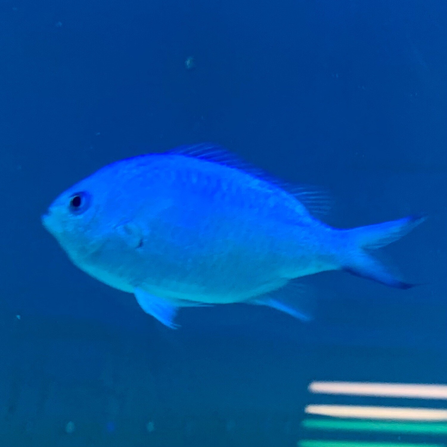 Extra Large Chromis
