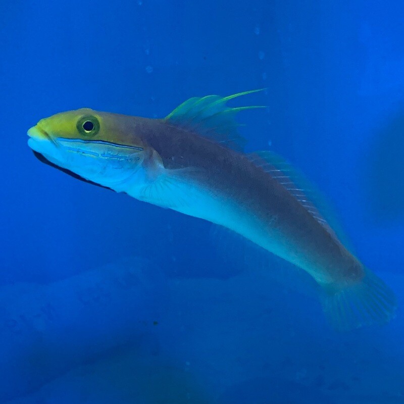 Bella Goby
