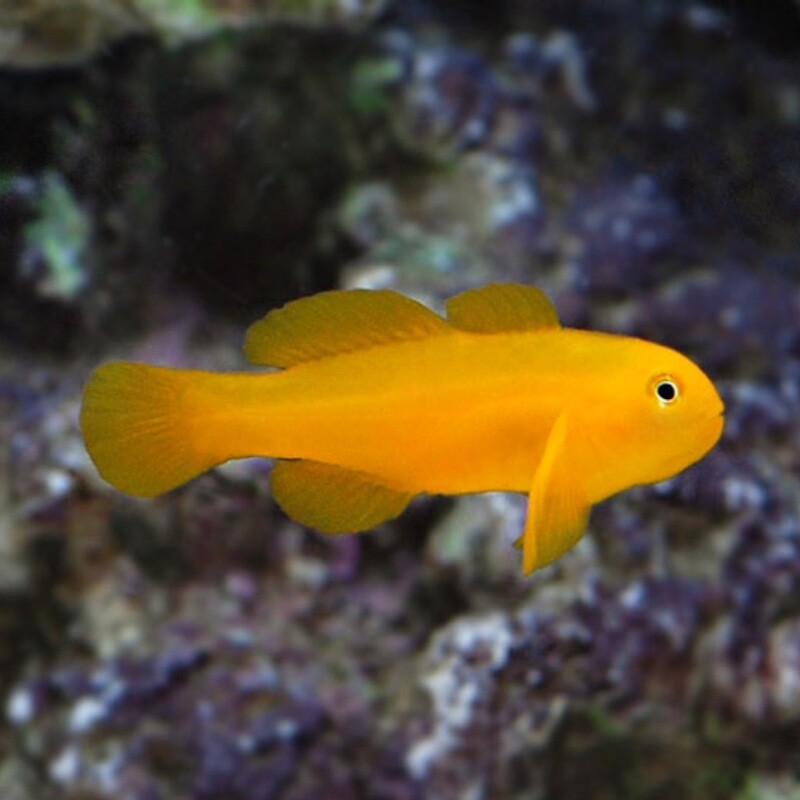 Yellow Clown Goby