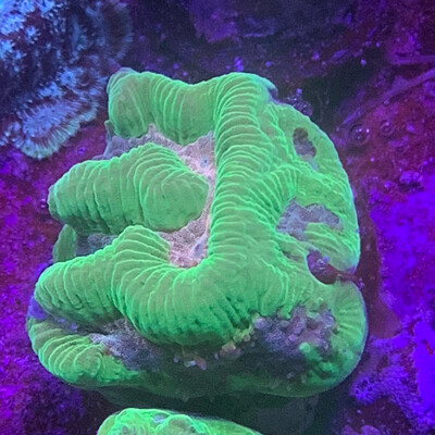 Platygyra Ultra Maze Coral frag