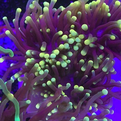 Yellow Tip Torch Coral