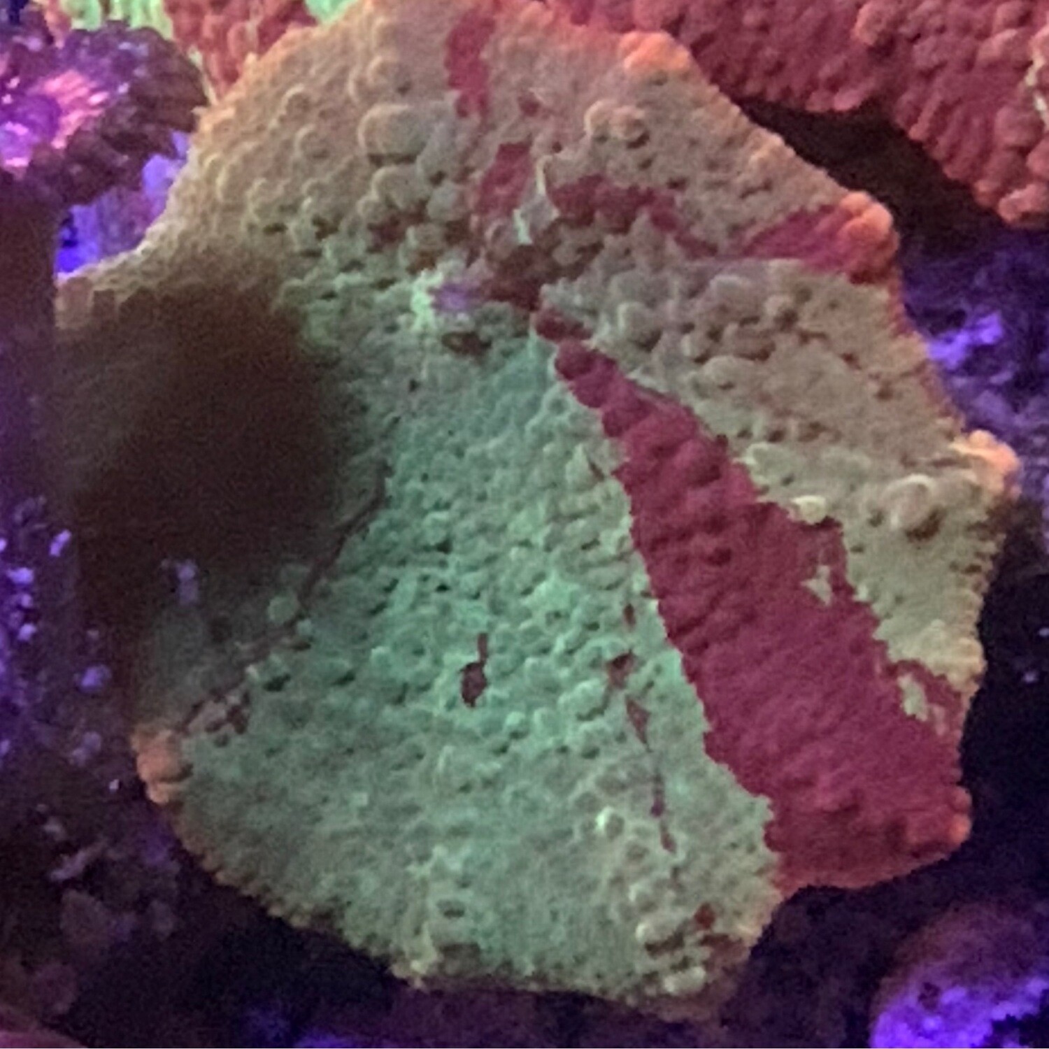 Jawbreaker Eclectus Mushroom