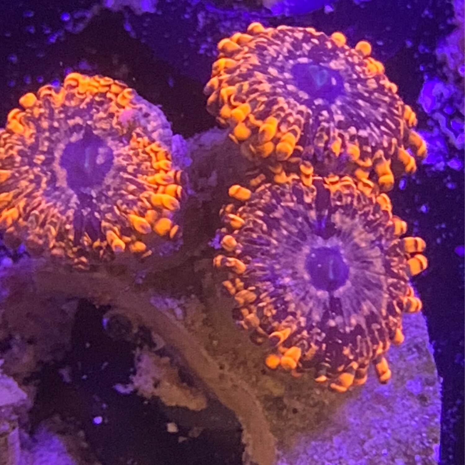 Utter Chaos Palys 3 polyp