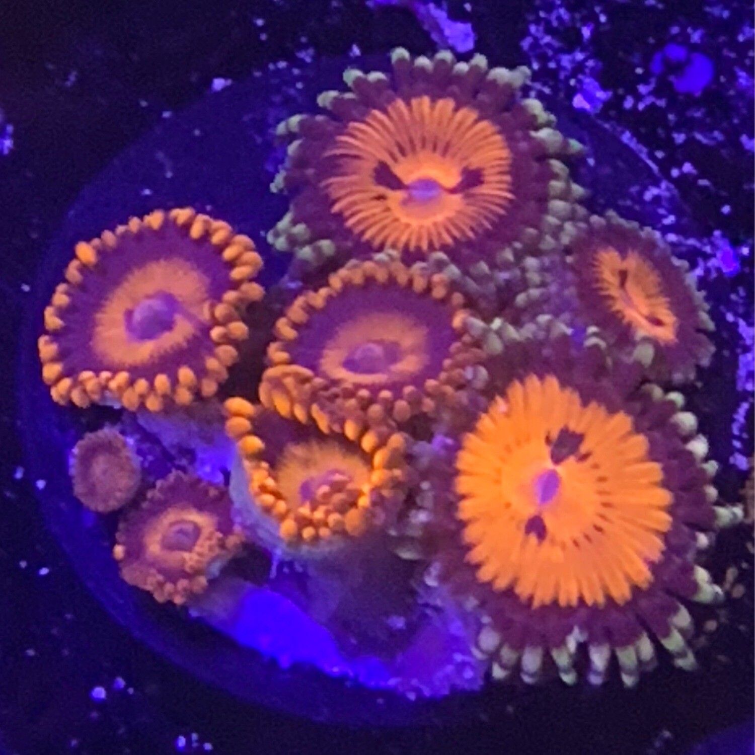 Bloodsuckers/Red Oxide Zoa frag mix