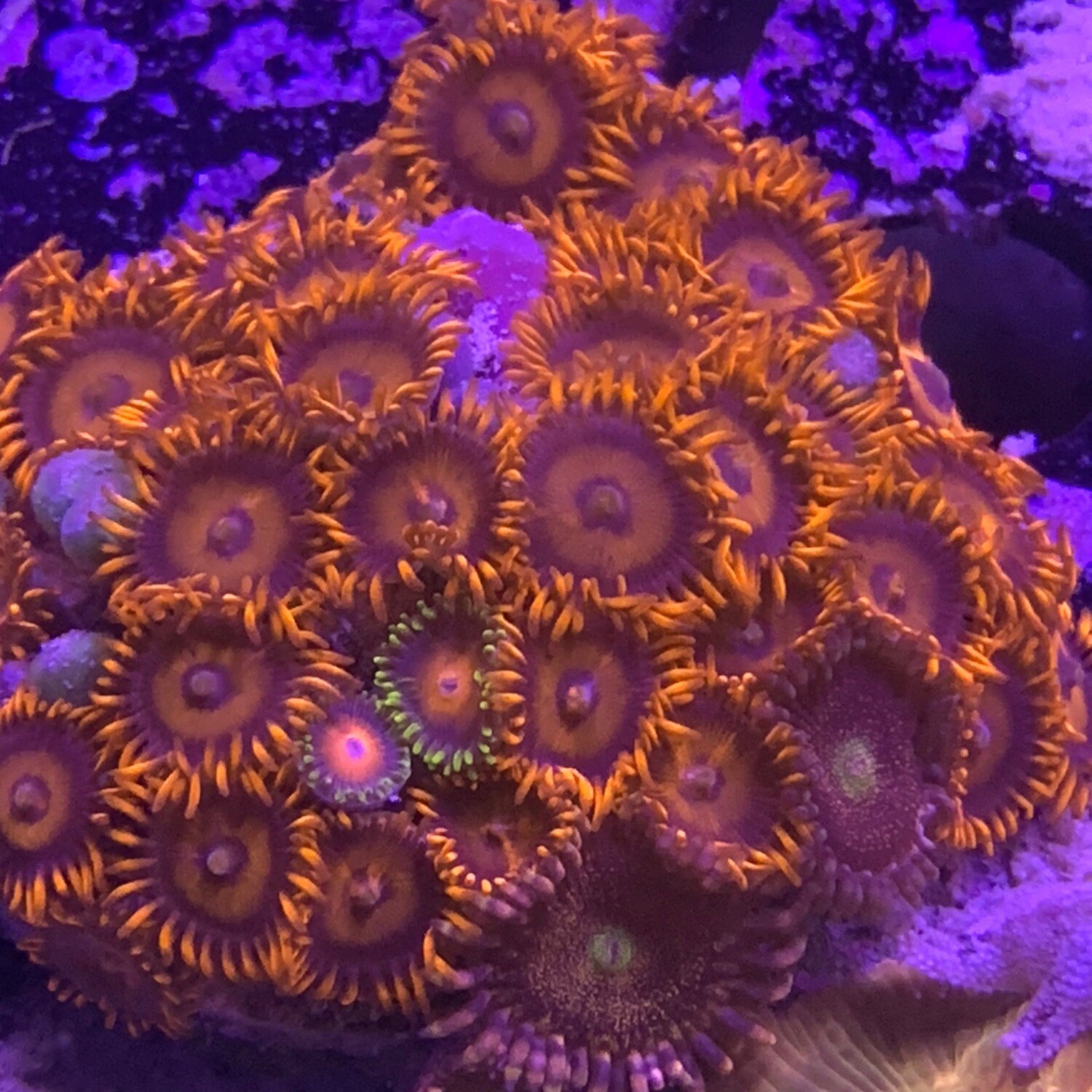 Red Oxide Mix zoanthids