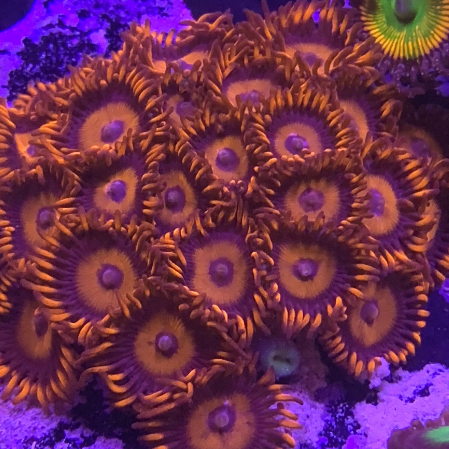 Red Oxide Zoanthids lg