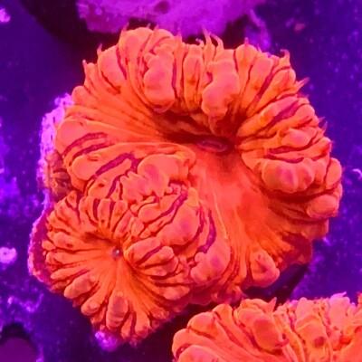 Blastomussa Wellsi Red with purple streaks