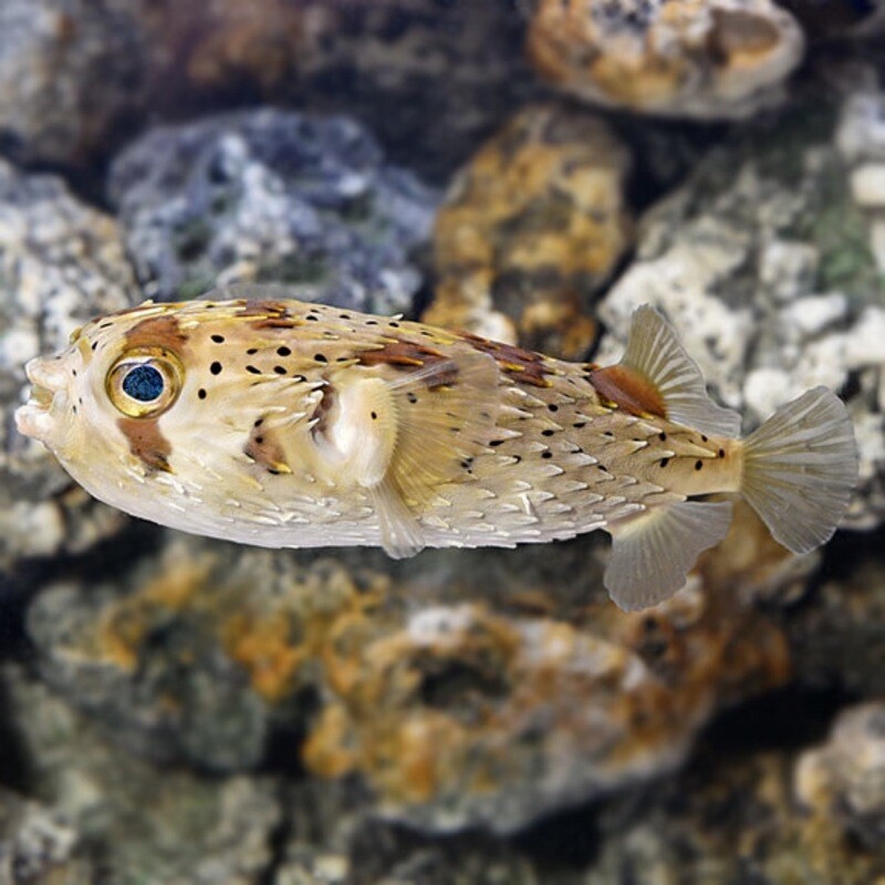 Porcupine Puffer Large