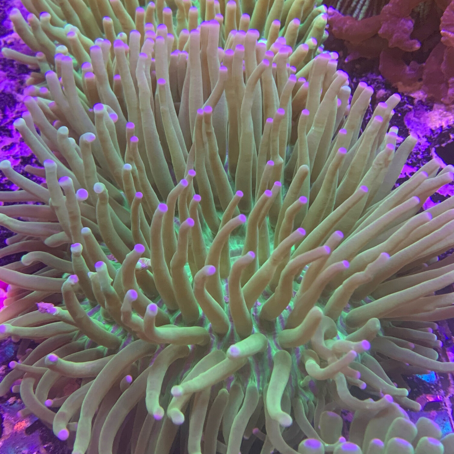 Long tentacle Plate coral