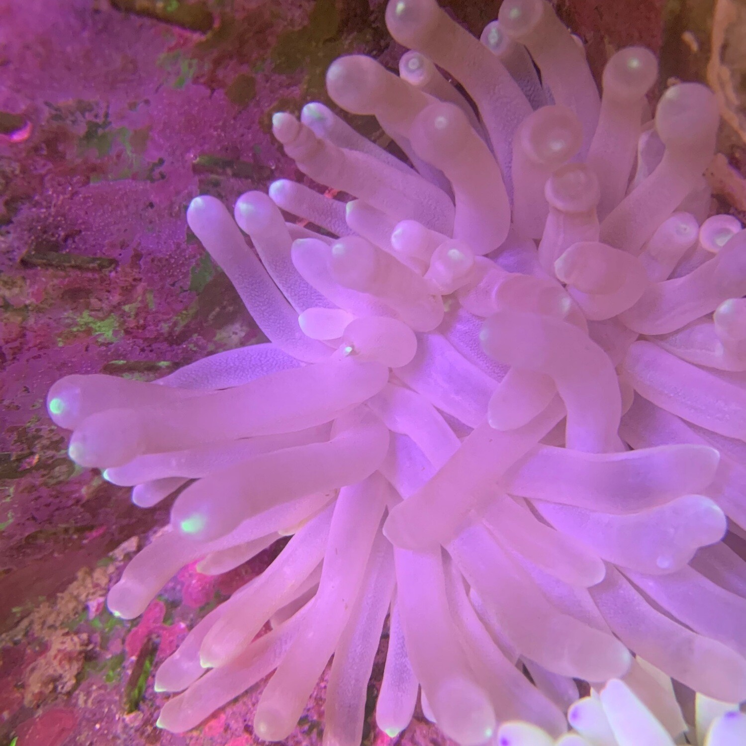 Condylactis Anemone Md