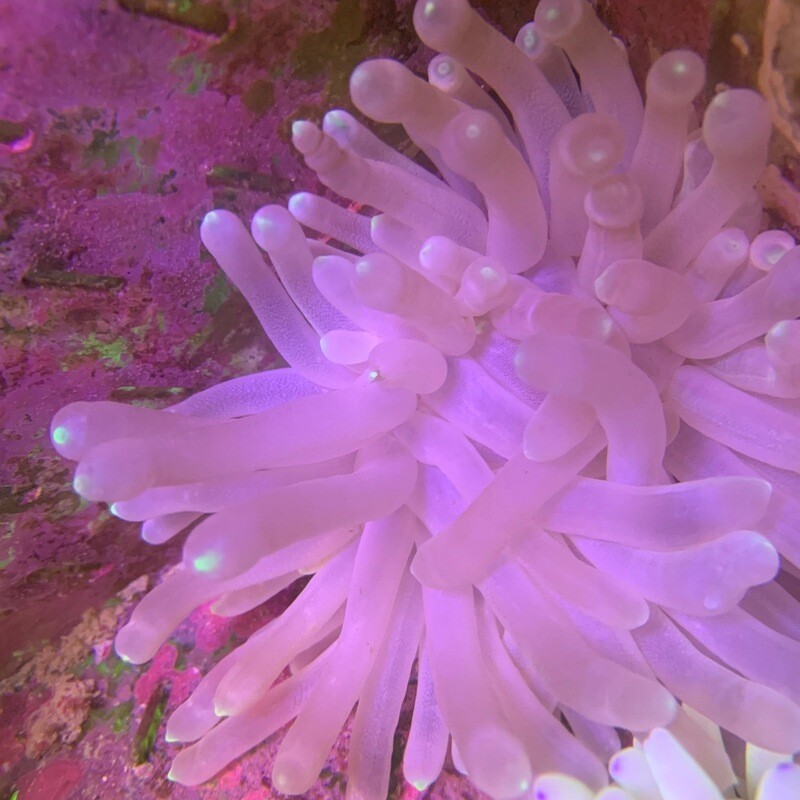 Condylactis Anemone