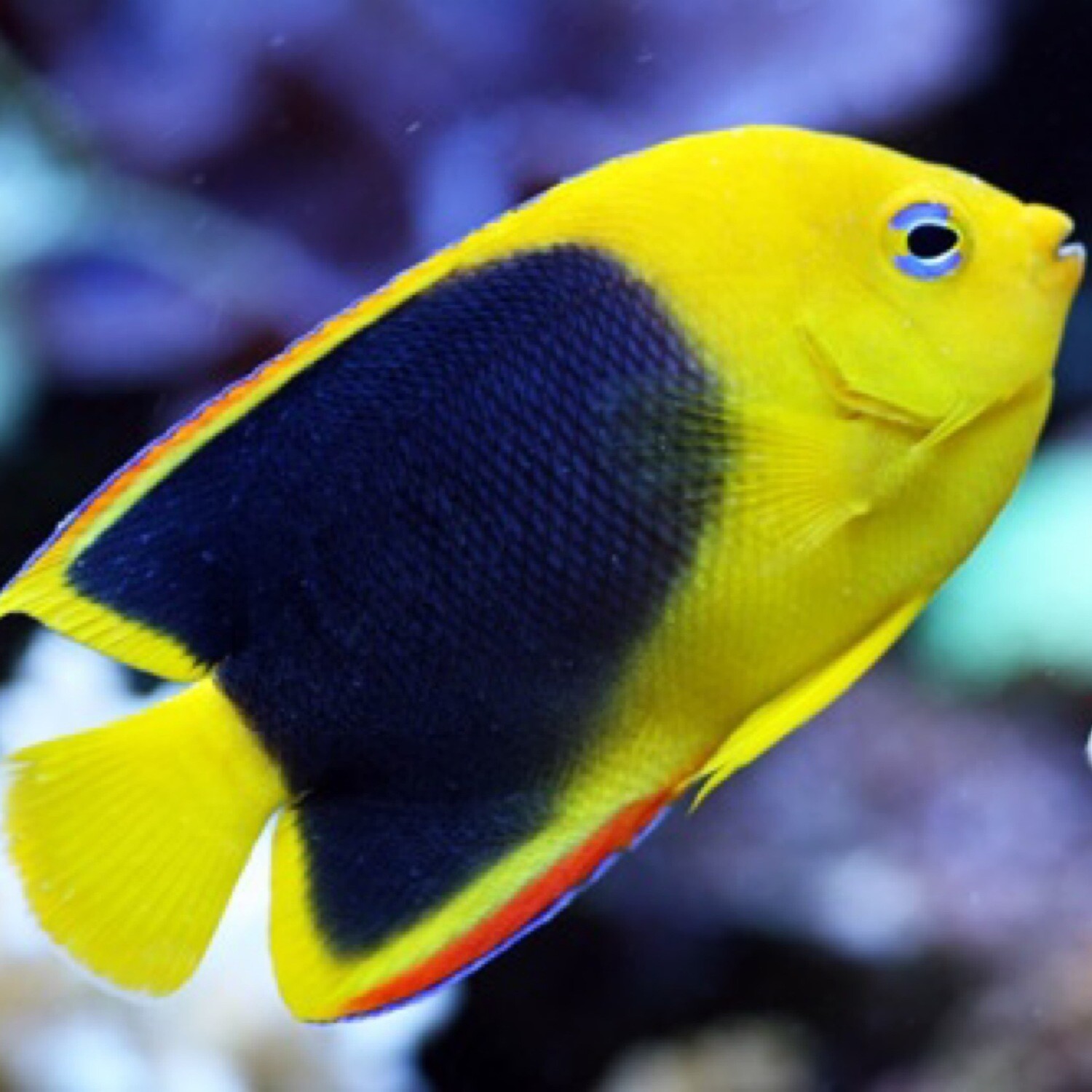 Rock Beauty Angelfish