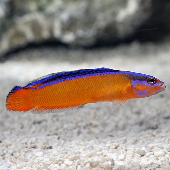 Proaquatix Captive Bred Neon Dottyback