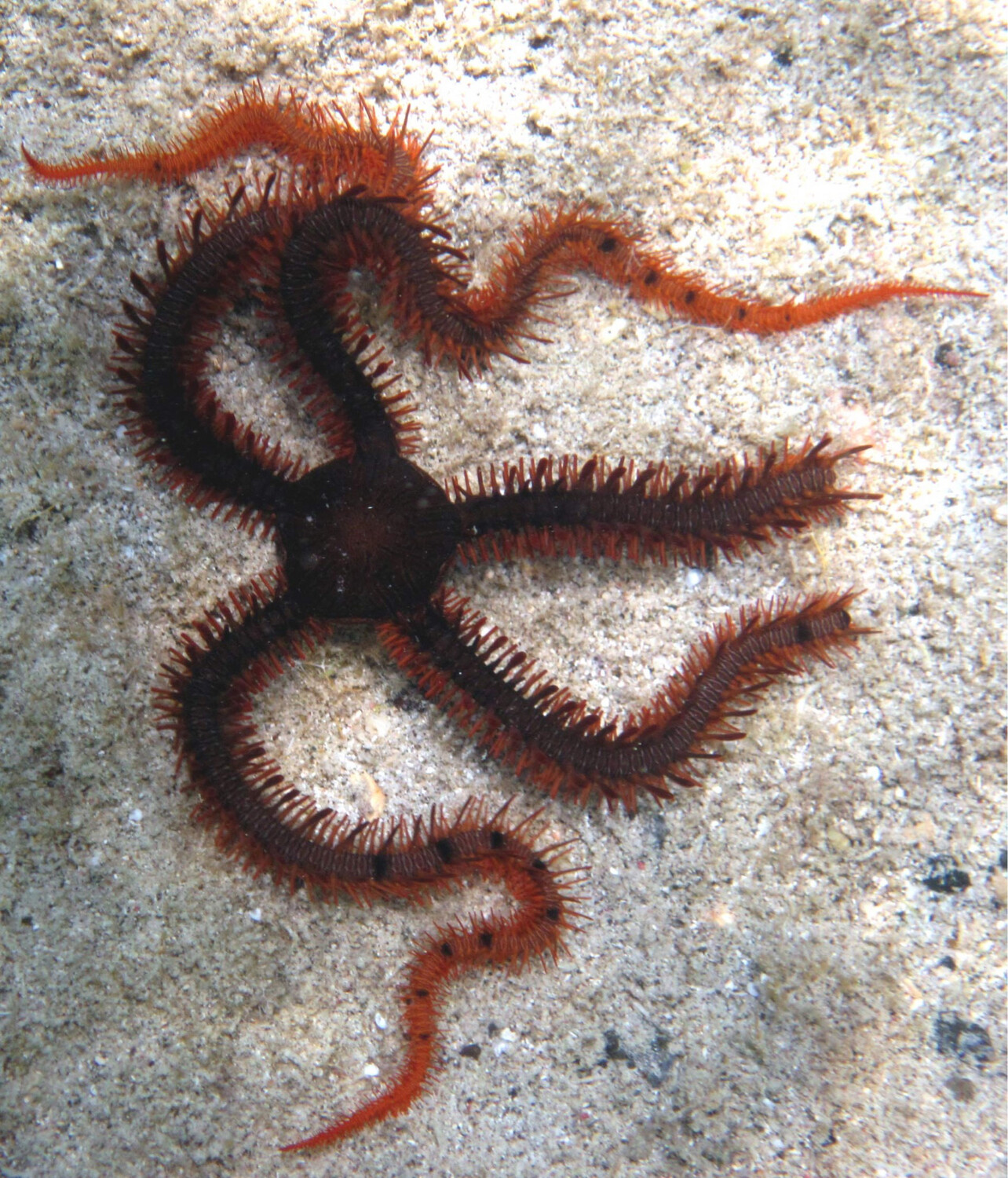 Assorted Brittle Starfish