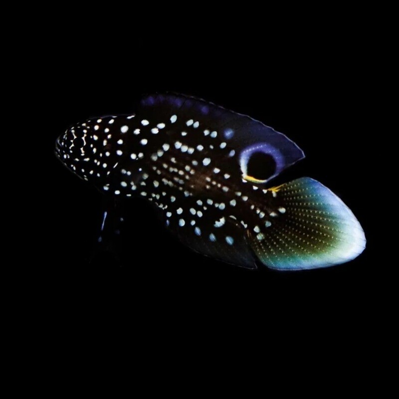 Biota Captive Bred Marine Betta