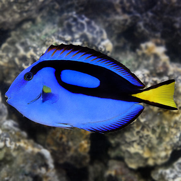Blue Hippo Tang (Regal Tang)
