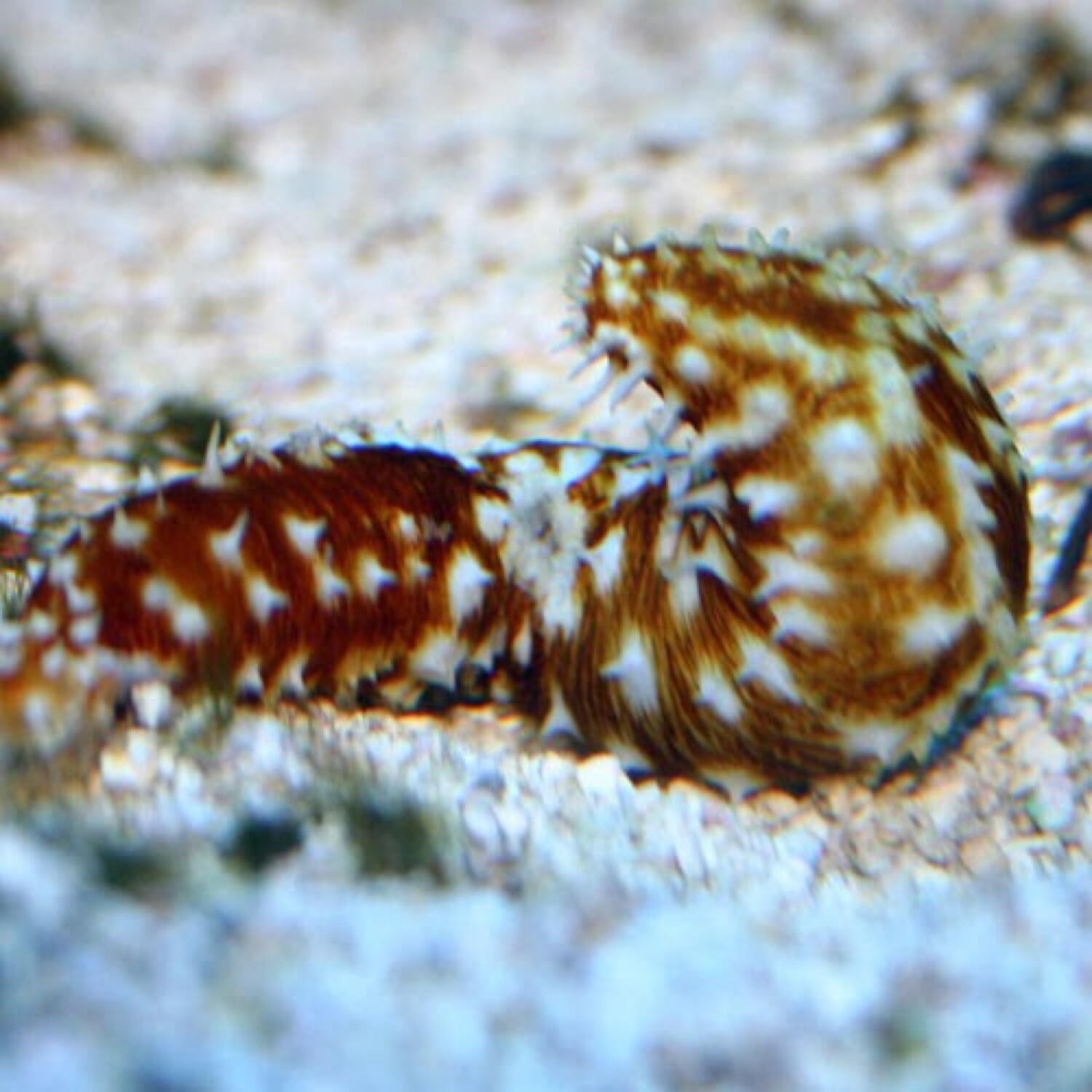 Tiger tail Sea Cucumber