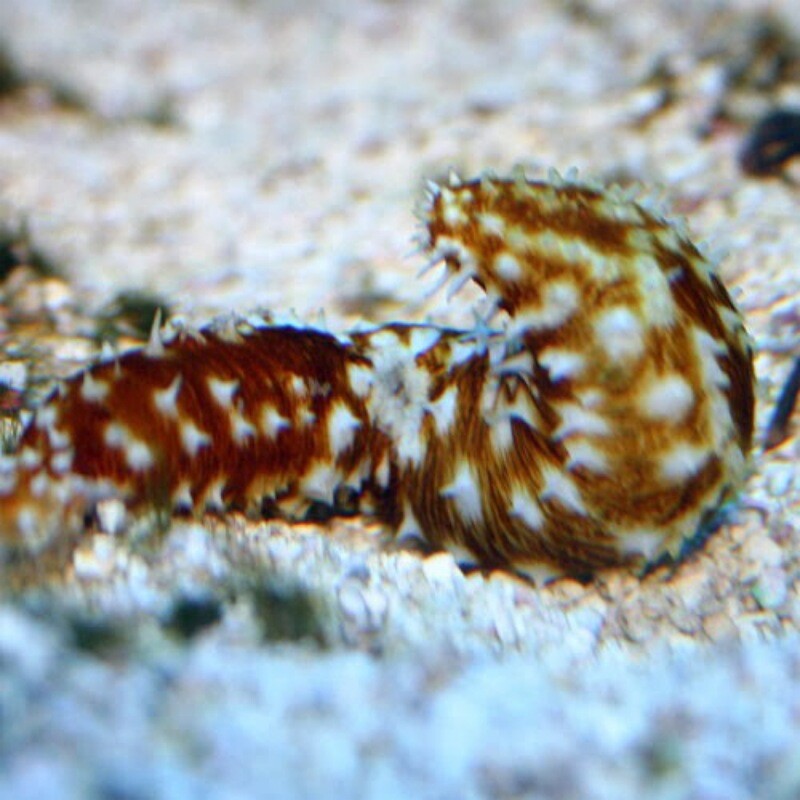 Tiger tail Sea Cucumber