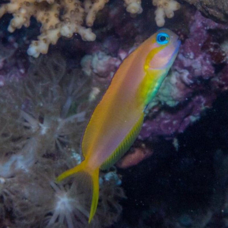 Midas Blenny Sri Lanka