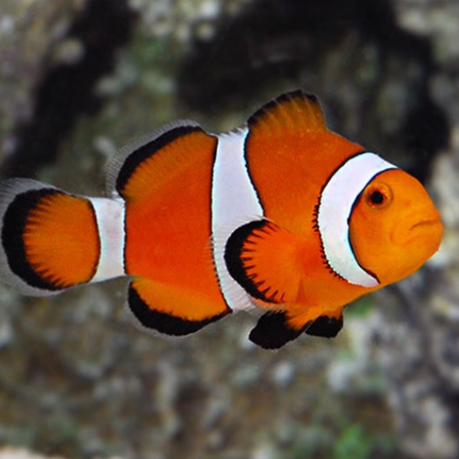 Ocellaris Clownfish Medium