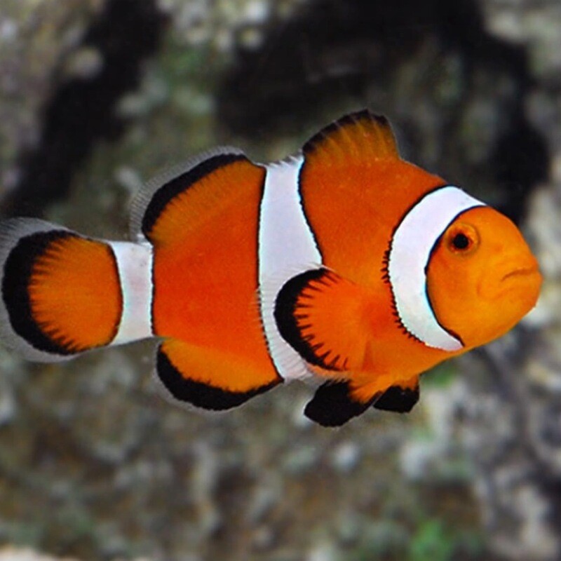 Captive Bred Ocellaris Clownfish Medium