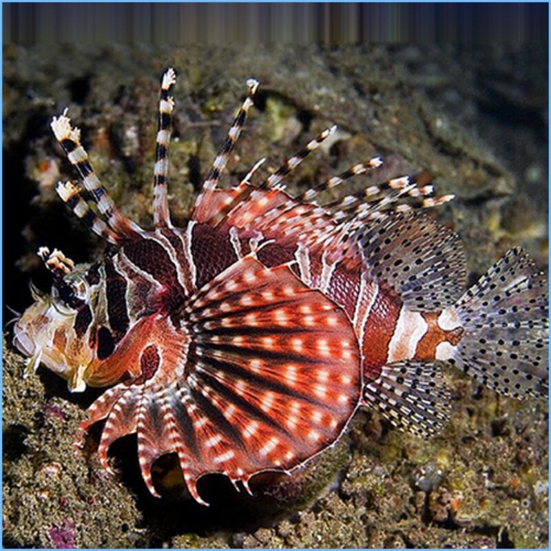 Fuzzy Dwarf Lionfish