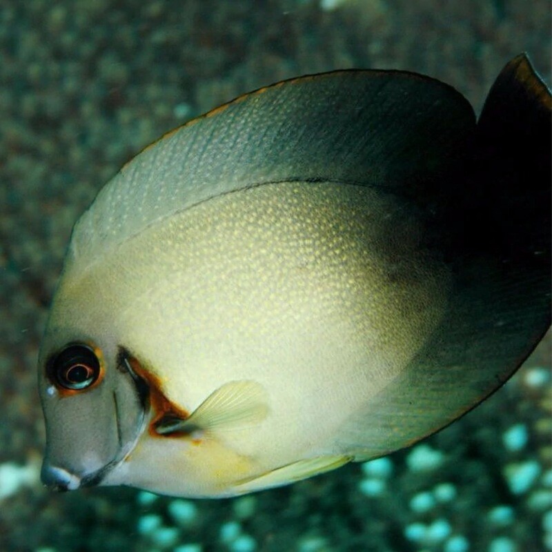 Half Black Mimic Tang Juvenile