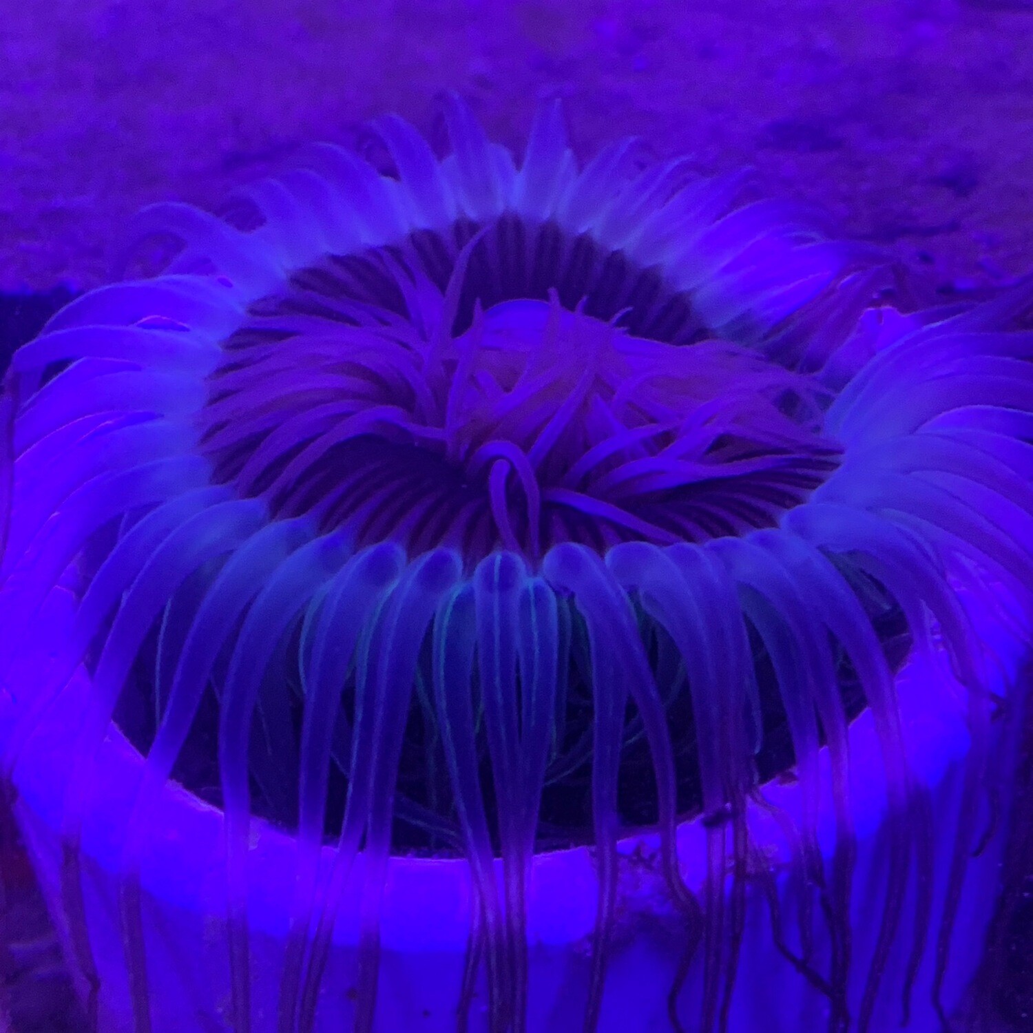 Multicoloured Tube anemone
